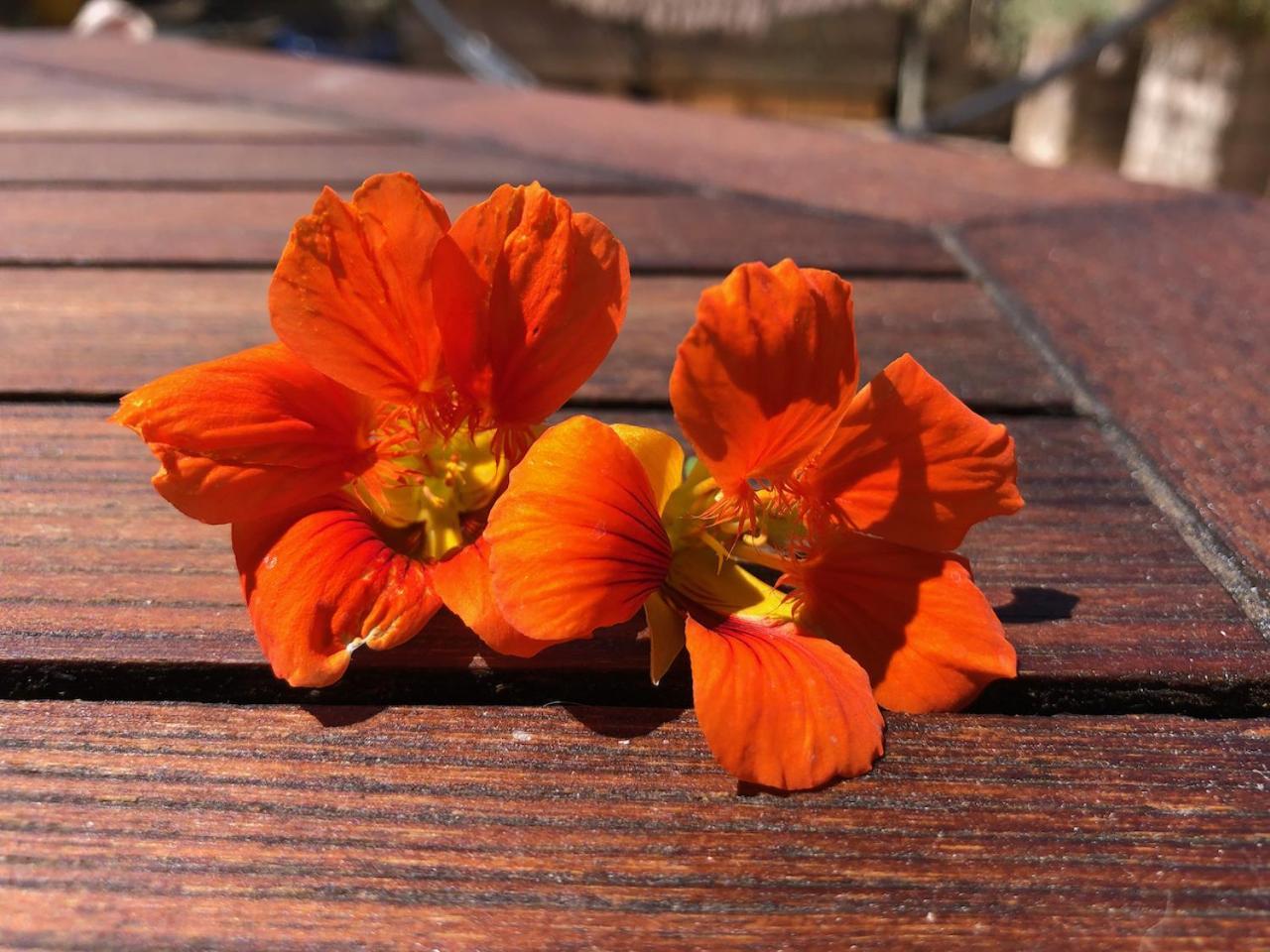 דירות Sète La Terrasse Des Capucines מראה חיצוני תמונה